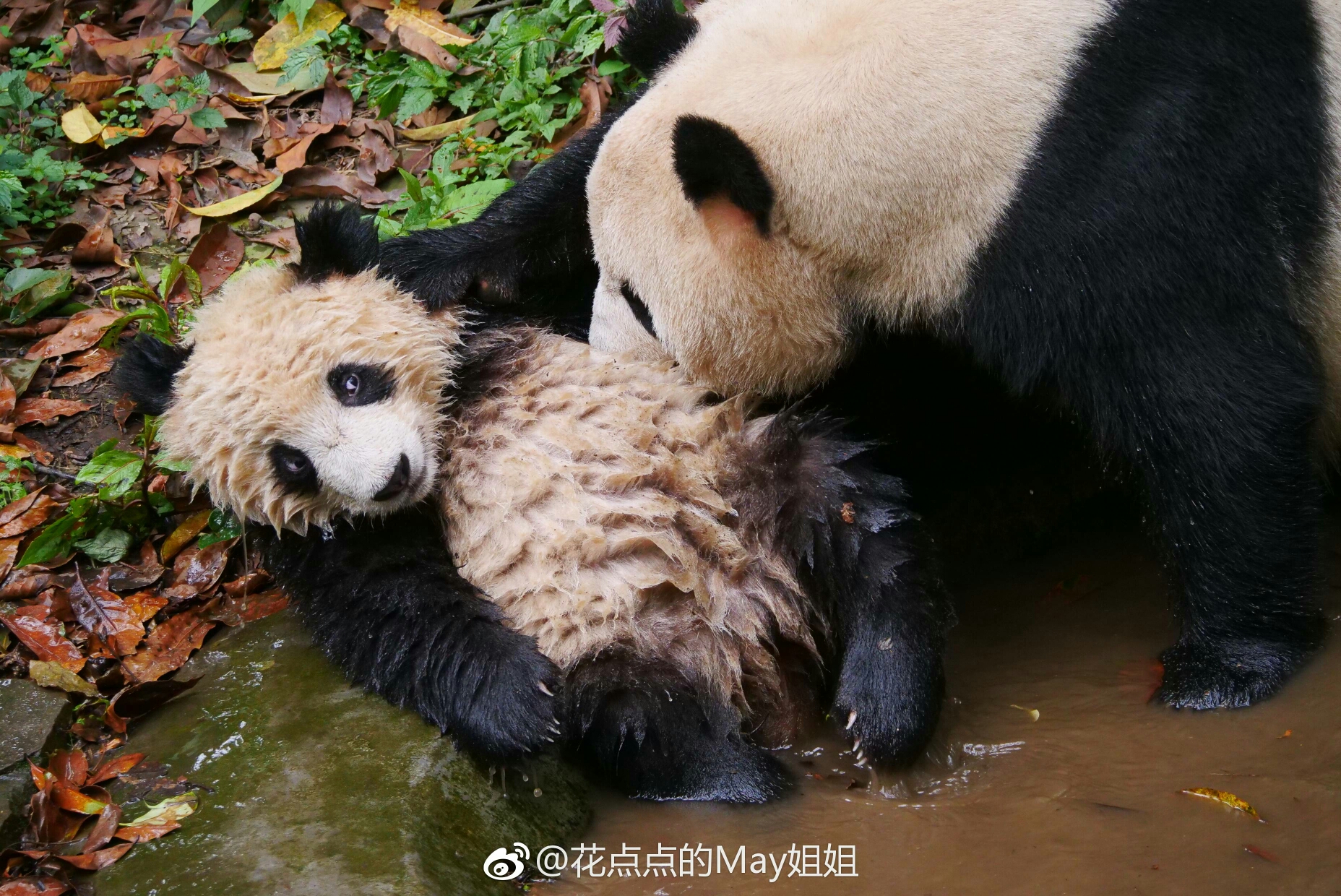 【大熊猫胖大海】屎大海与瑛华妈咪的二三事