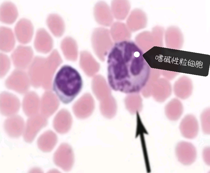 嗜碱性粒细胞作用 B站