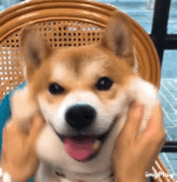 自制各种可爱小动物表情包:熊猫,柴犬,二哈,猫咪,土拨鼠,猫头鹰等gif
