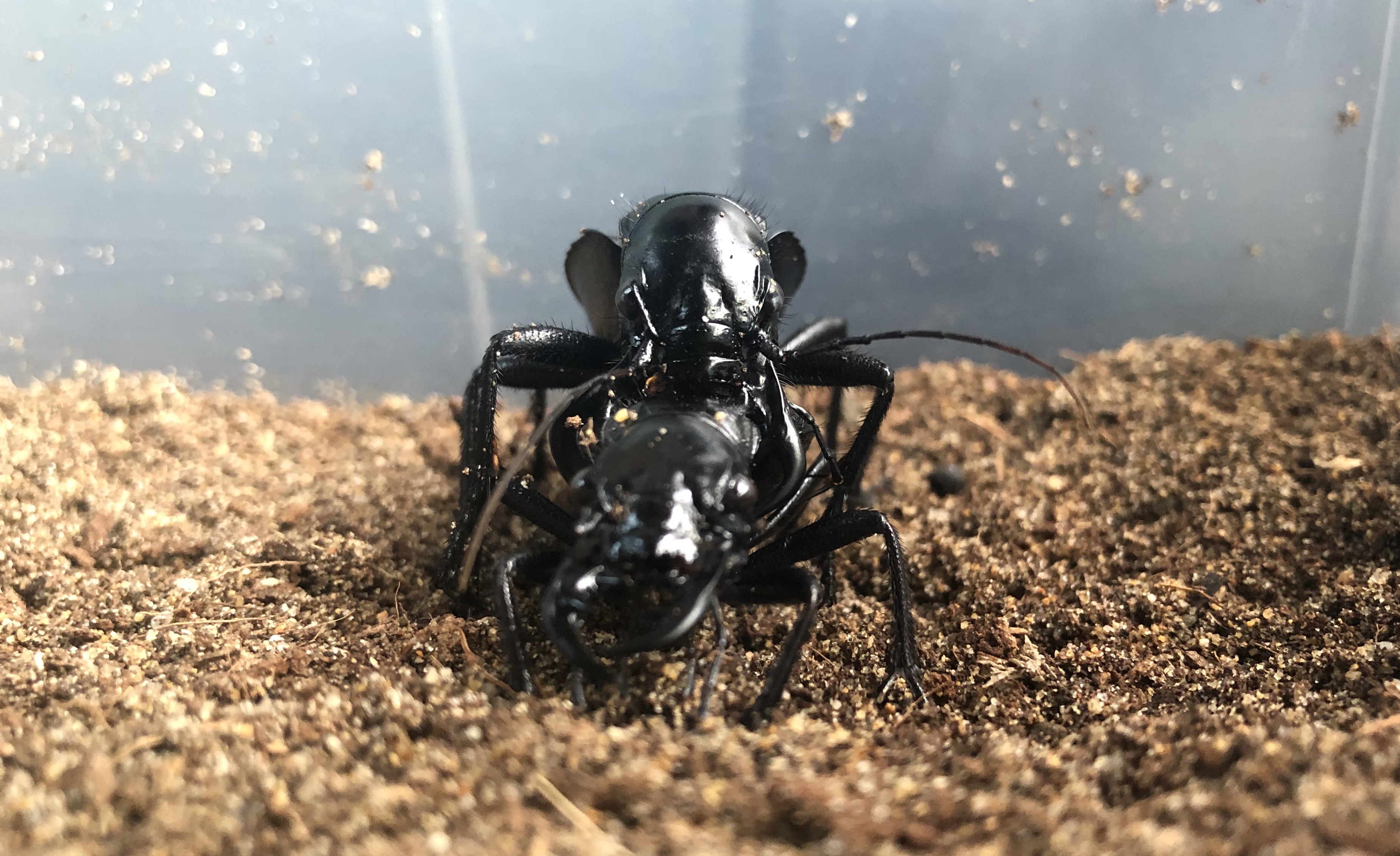 大王虎甲の超详细物种介绍和饲养杂谈