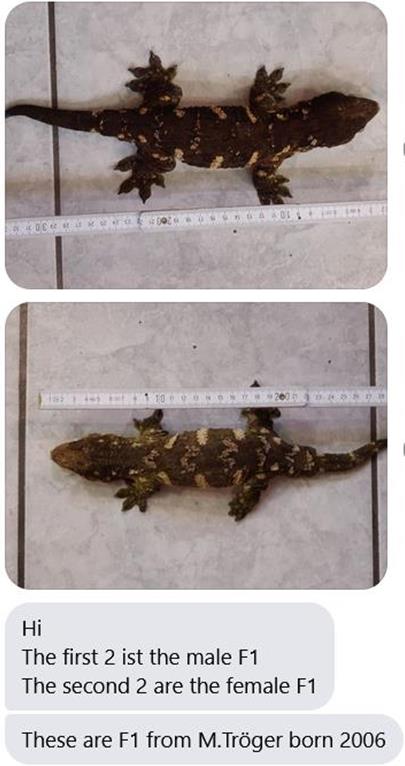 浅谈mtk主岛巨人守宫