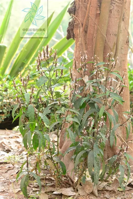 土塔药——莫哈郎爹（小驳骨丹）