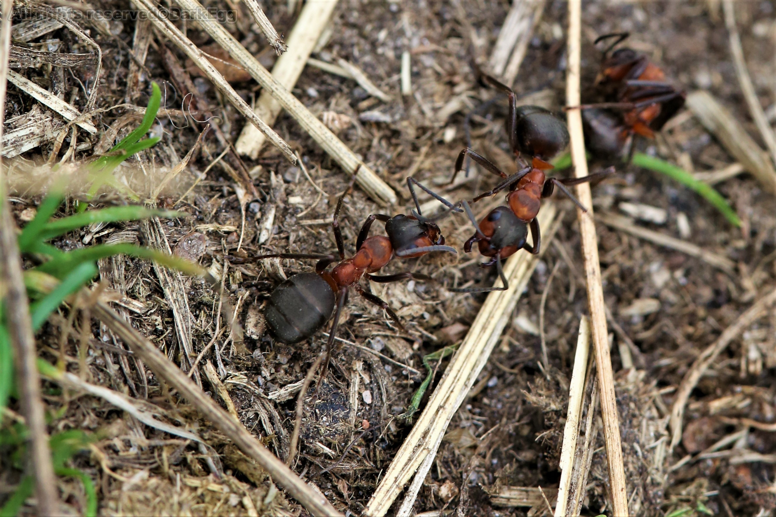 红褐林蚁 formica rufa
