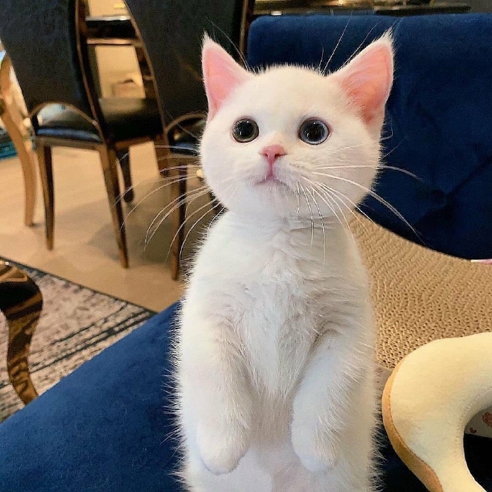 猫咪拉软便怎么回事?