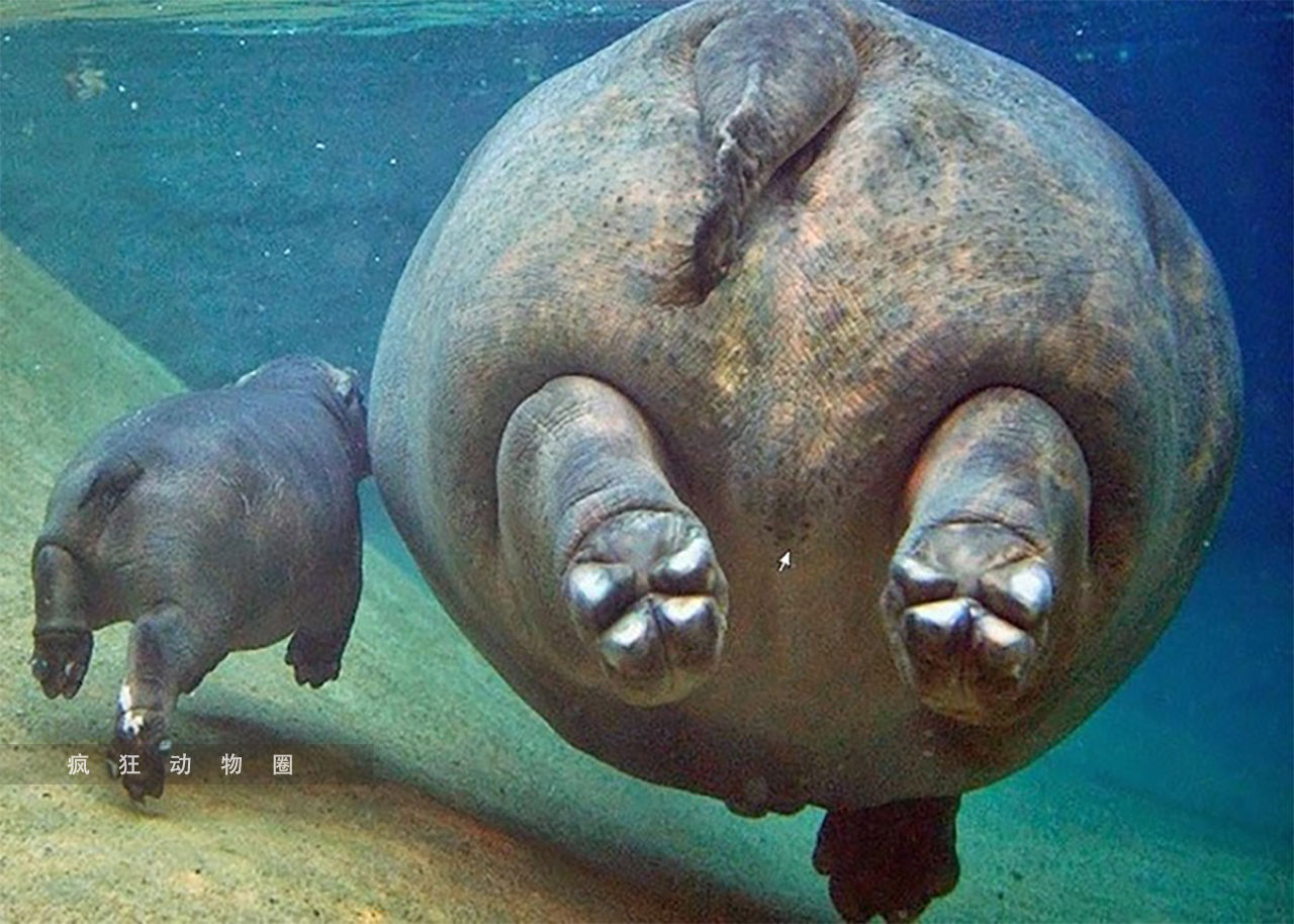 搞笑动物:河马父子,这样的臀型,真是无人匹敌!