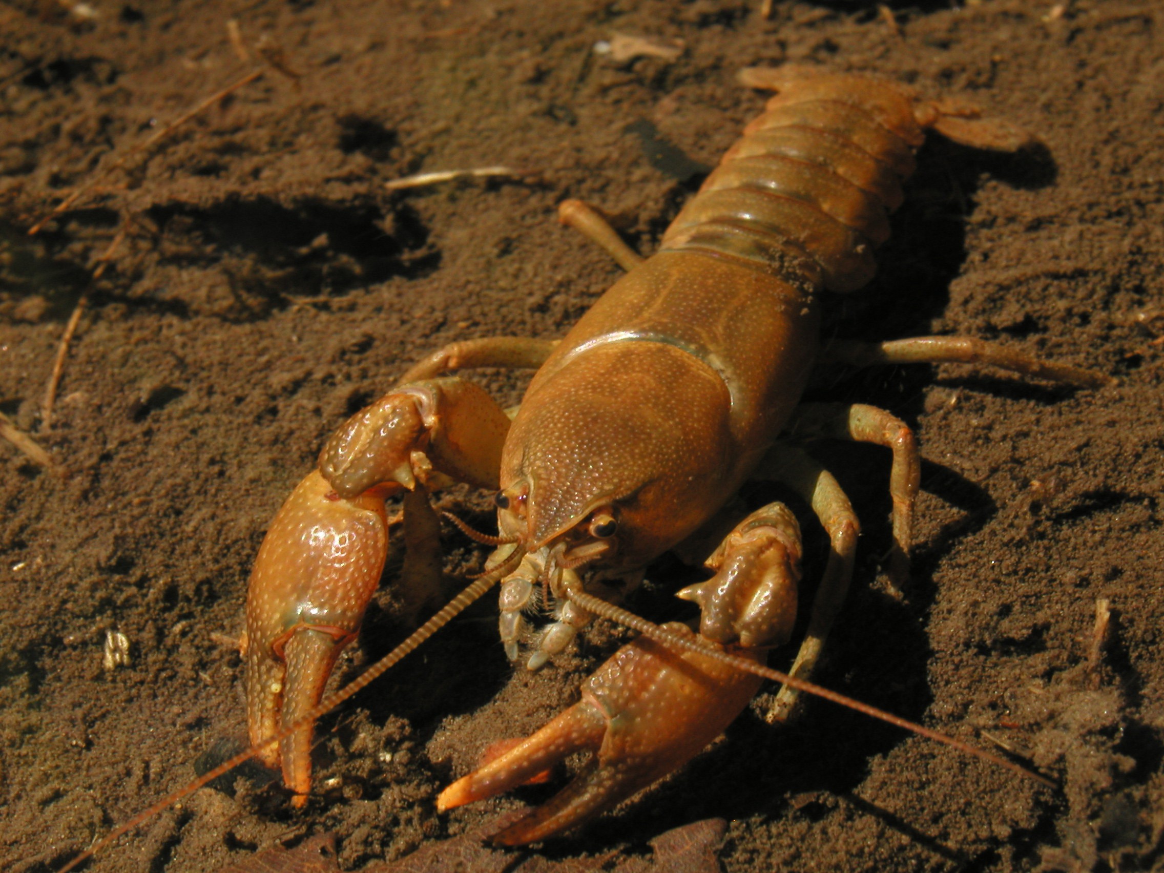 日本蝲蛄(cambaroides japonicus)