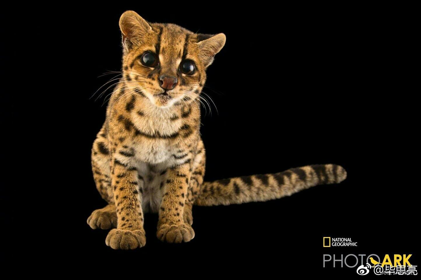 小斑虎猫