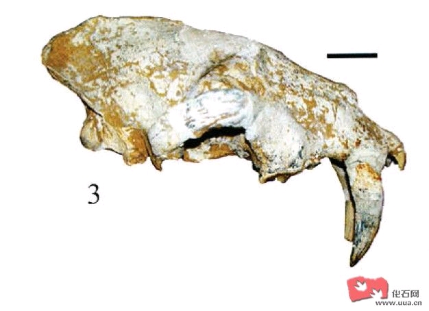 三趾马动物群巴氏剑齿虎与巨鬣狗