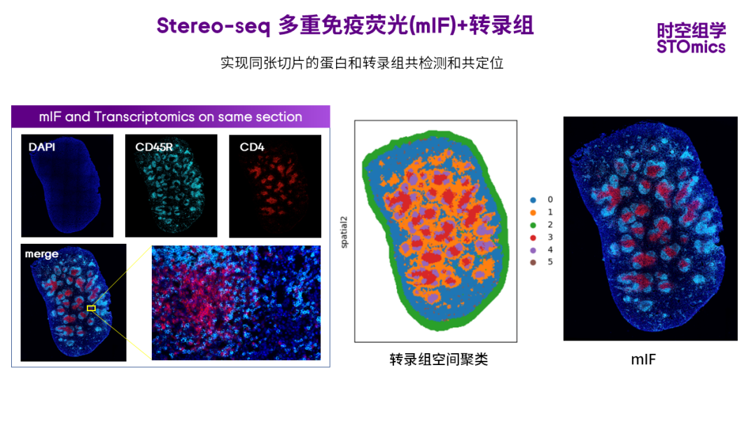 重磅 人人可及时空组学技术Stereo seq再次升级 哔哩哔哩