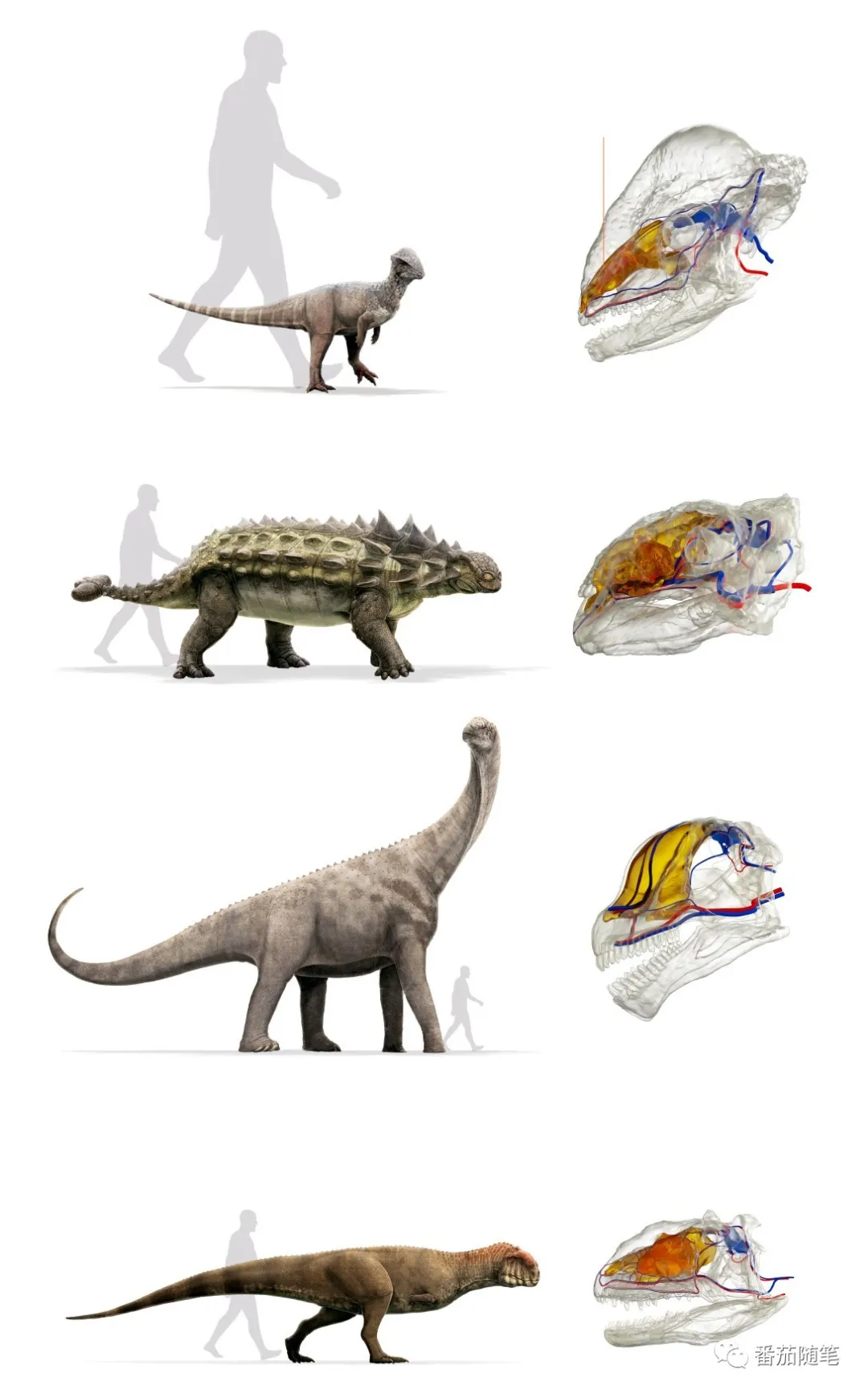 各种颜色的恐龙 c8f6e5ad636e3c00657d0cf34086b020559ed4e7.png