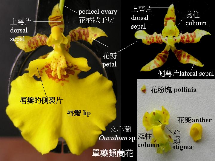 兰花花朵的基本结构