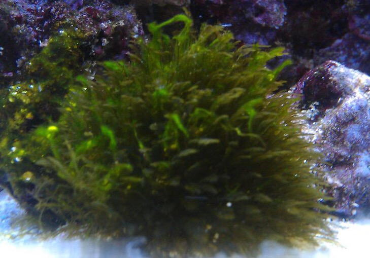 海缸常见的原生藻类——小羽毛藻