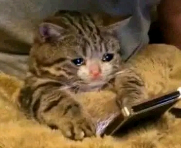 流泪猫猫头表情包