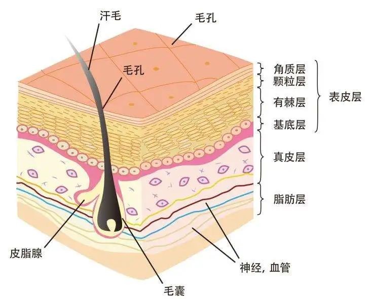 人的毛囊皮脂腺是人体皮肤的一种附属器官，它在雄激素的支配下有分泌皮