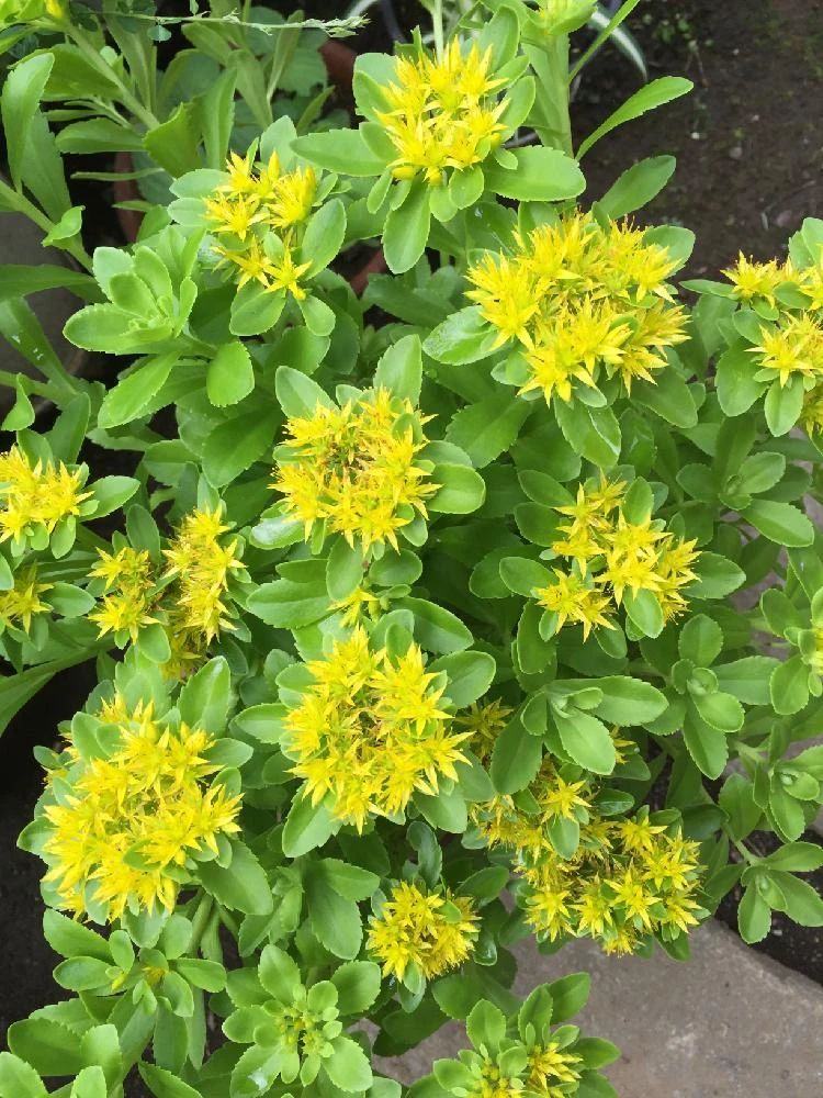 春夏季节开满金黄色花朵的三七景天很好养的多肉基本零难度