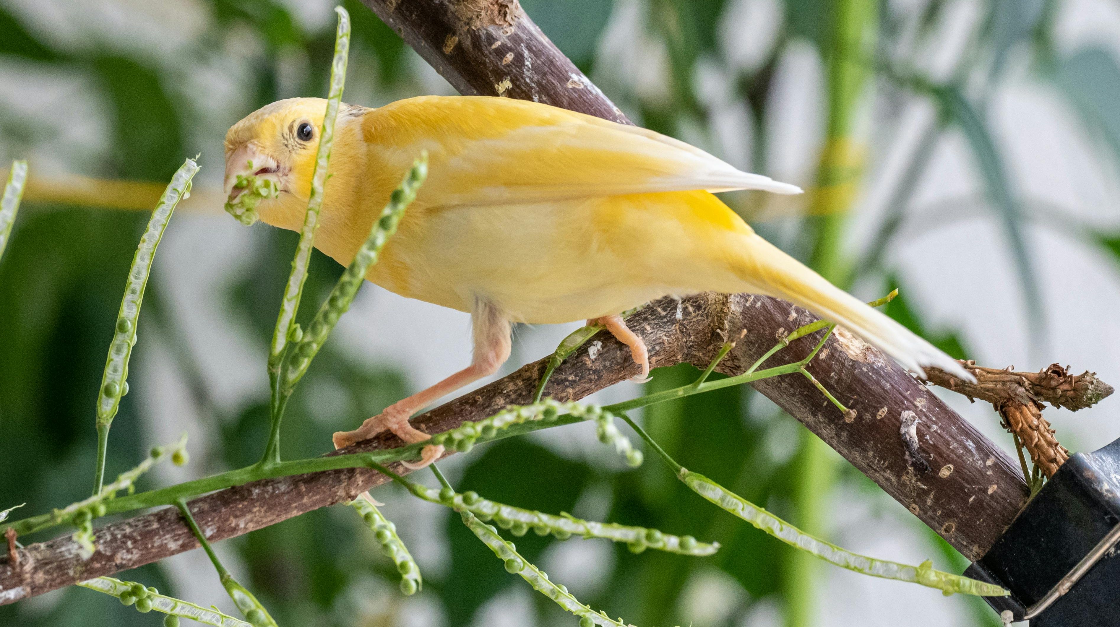 Canary In A Coal Mine