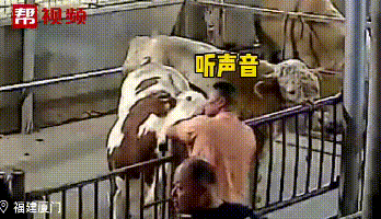 活牛注水引众怒,近千万网友与帮帮团一起参与