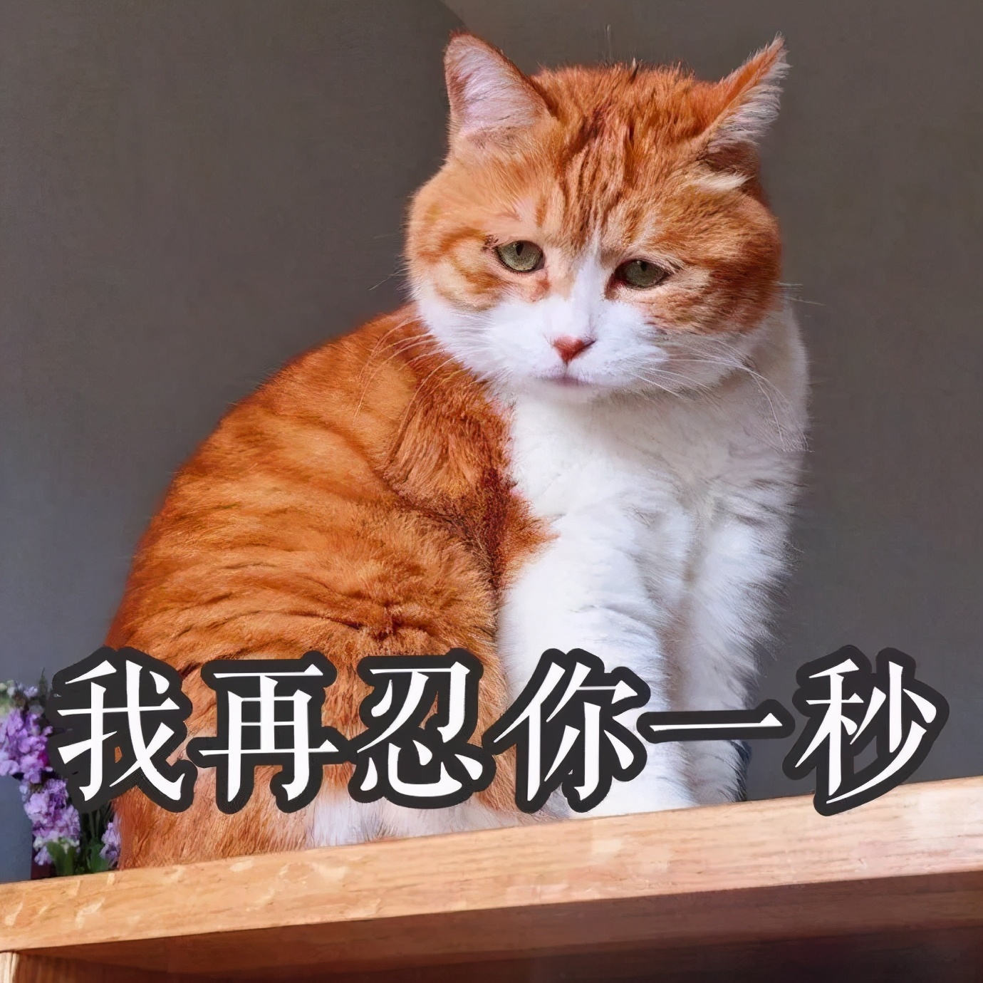 3,一不小心,就胖成了猪