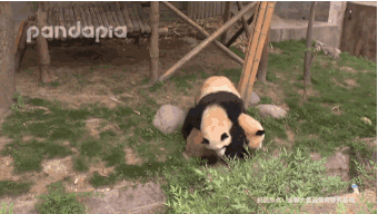 转大娇妈各种推宝宝落沟沟pandapia