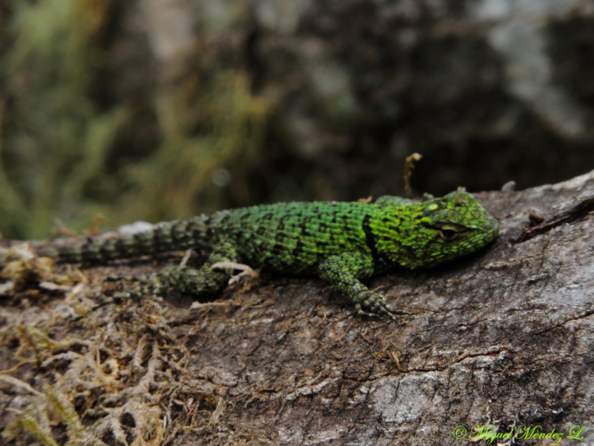除了漂亮什么优势都没有!肆养图鉴第 157 个物种 | 孔雀针蜥