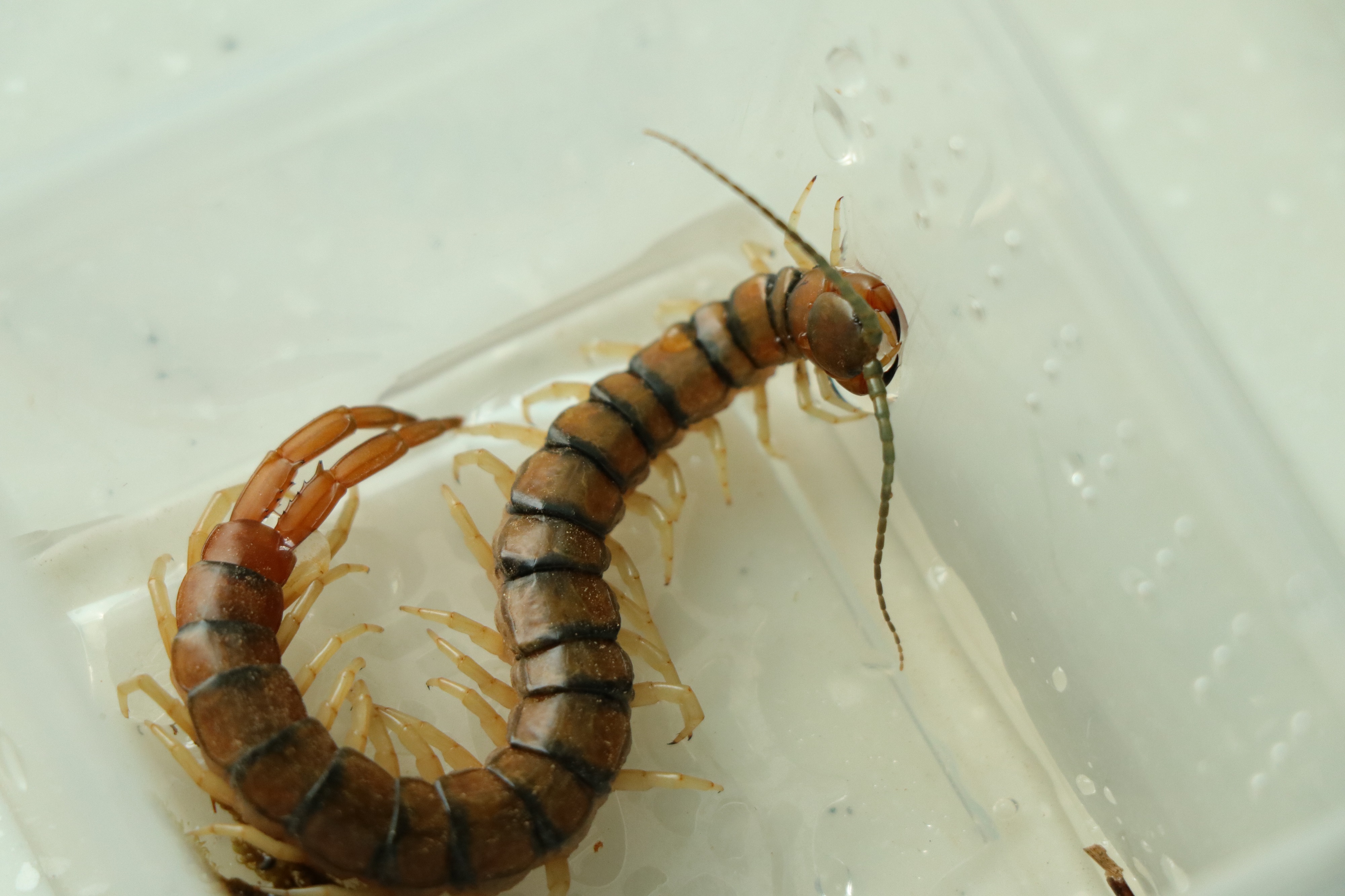 其它生物蜈蚣科scolopendridae全科分类含上级分类所含物种及属名译名