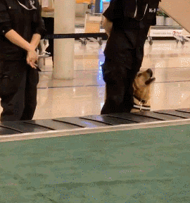 流浪狗逆袭警犬成网红,撒娇卖萌诱拐良家汪?丨坦克小希