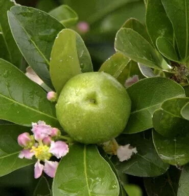 针叶樱桃的花  叶  果