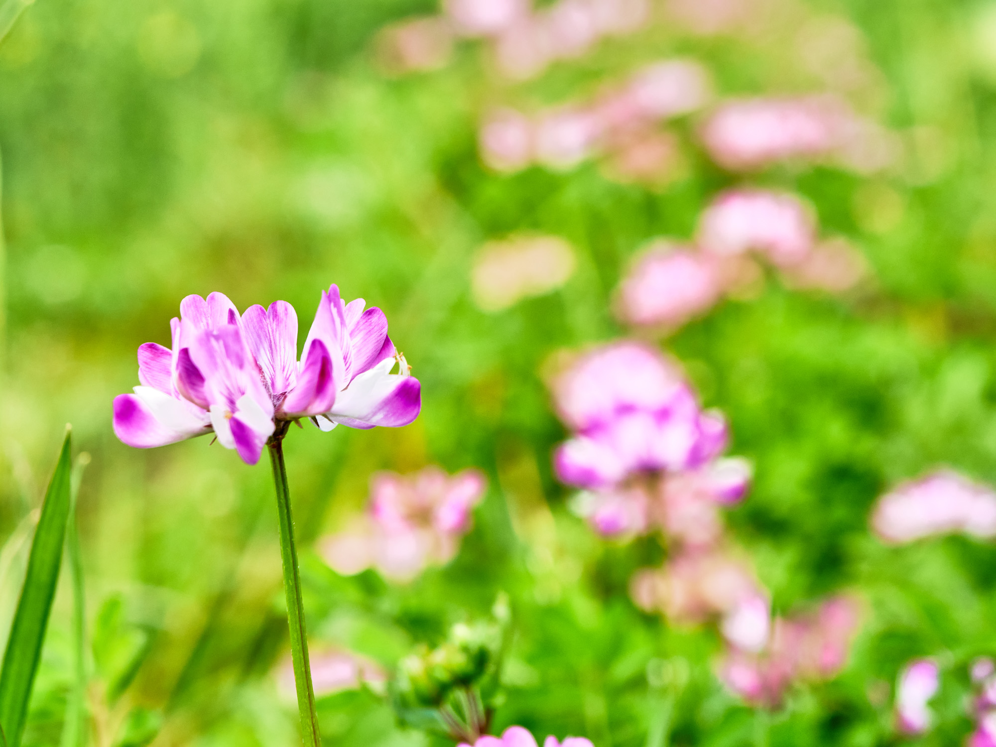 2021中国最美油菜花海
