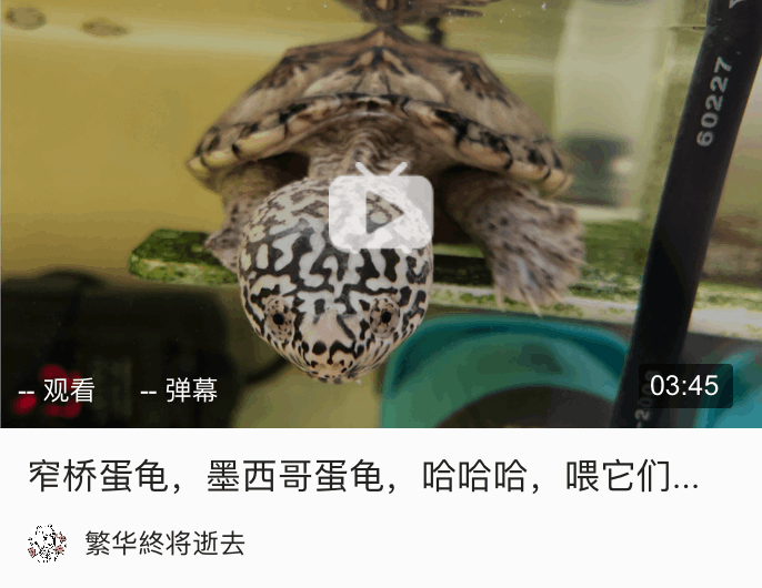 今天来聊一聊三大巨蛋之一墨西哥蛋龟