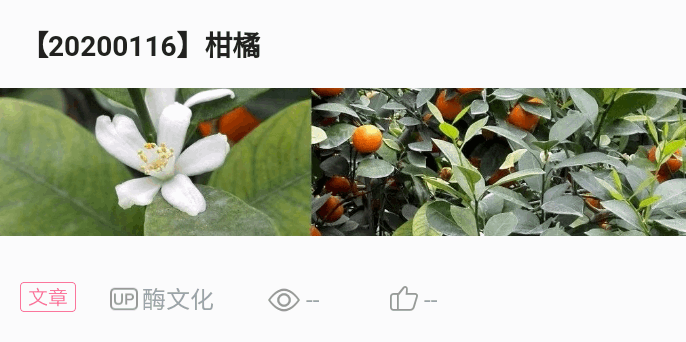芸香科柑橘属乔木,叶色浓绿,阔卵形或椭圆形,具有冀叶,顶端钝或圆