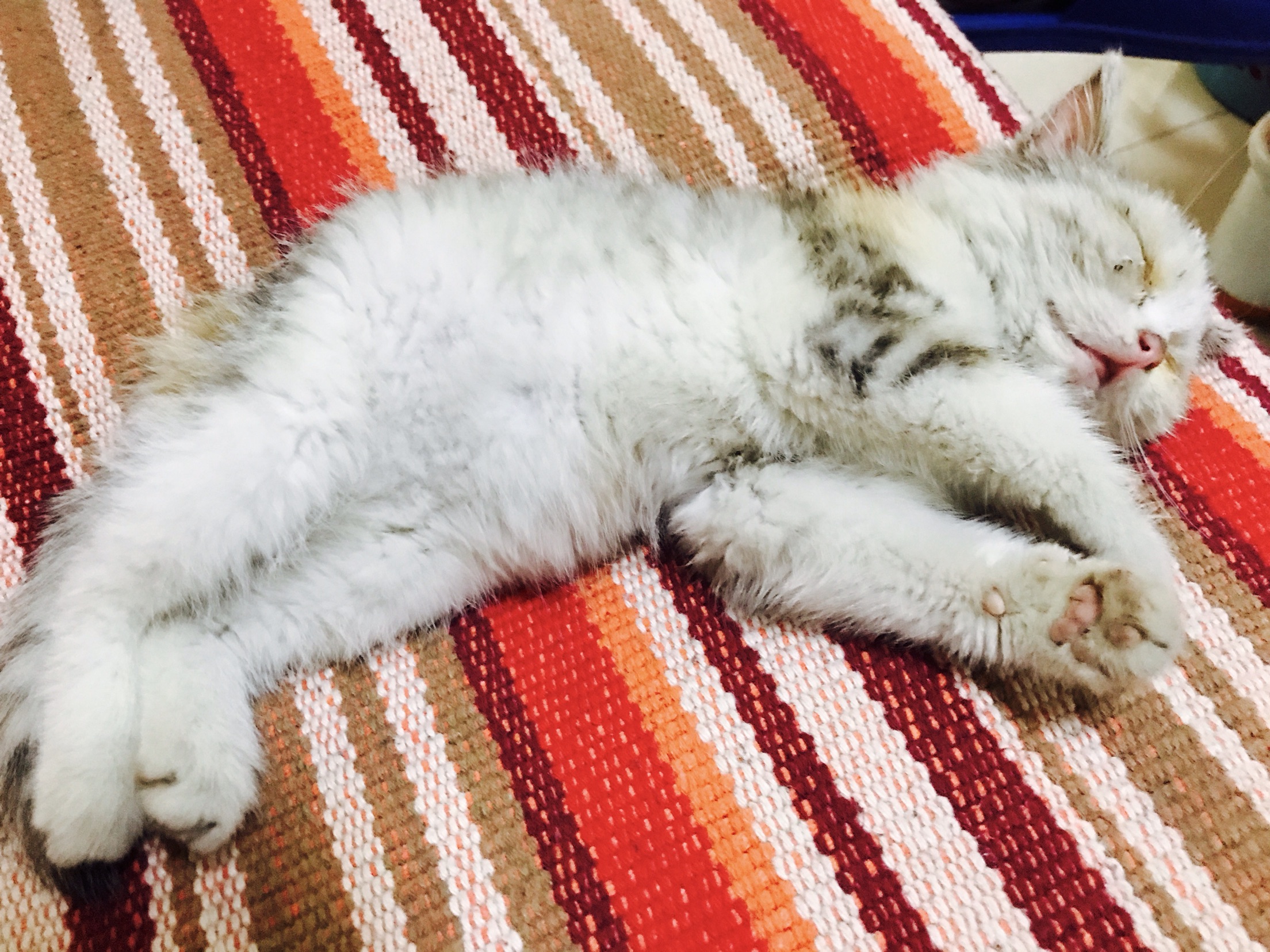 和我家三花猫的初次相见:当年的她满脸蜱虫跟着我走了