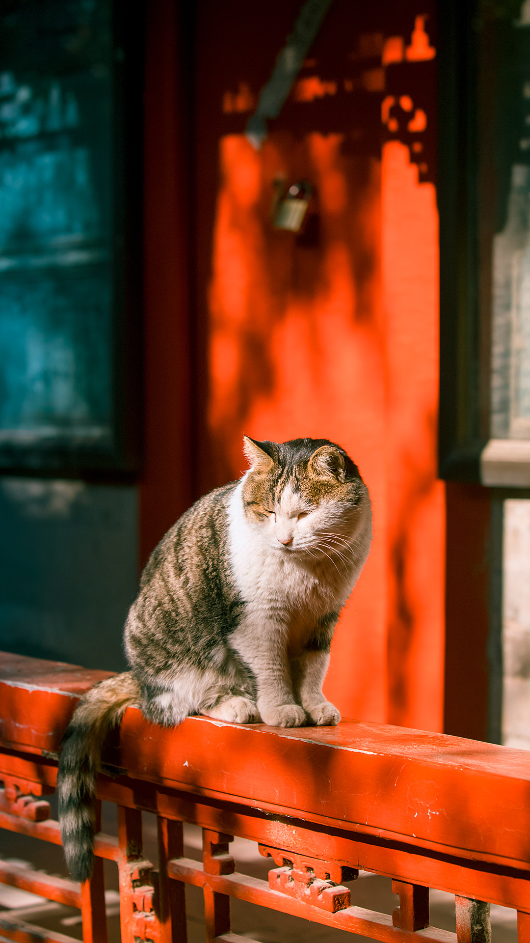 招人喜爱的故宫御猫"崽儿"走了,这组照片成了我对它的