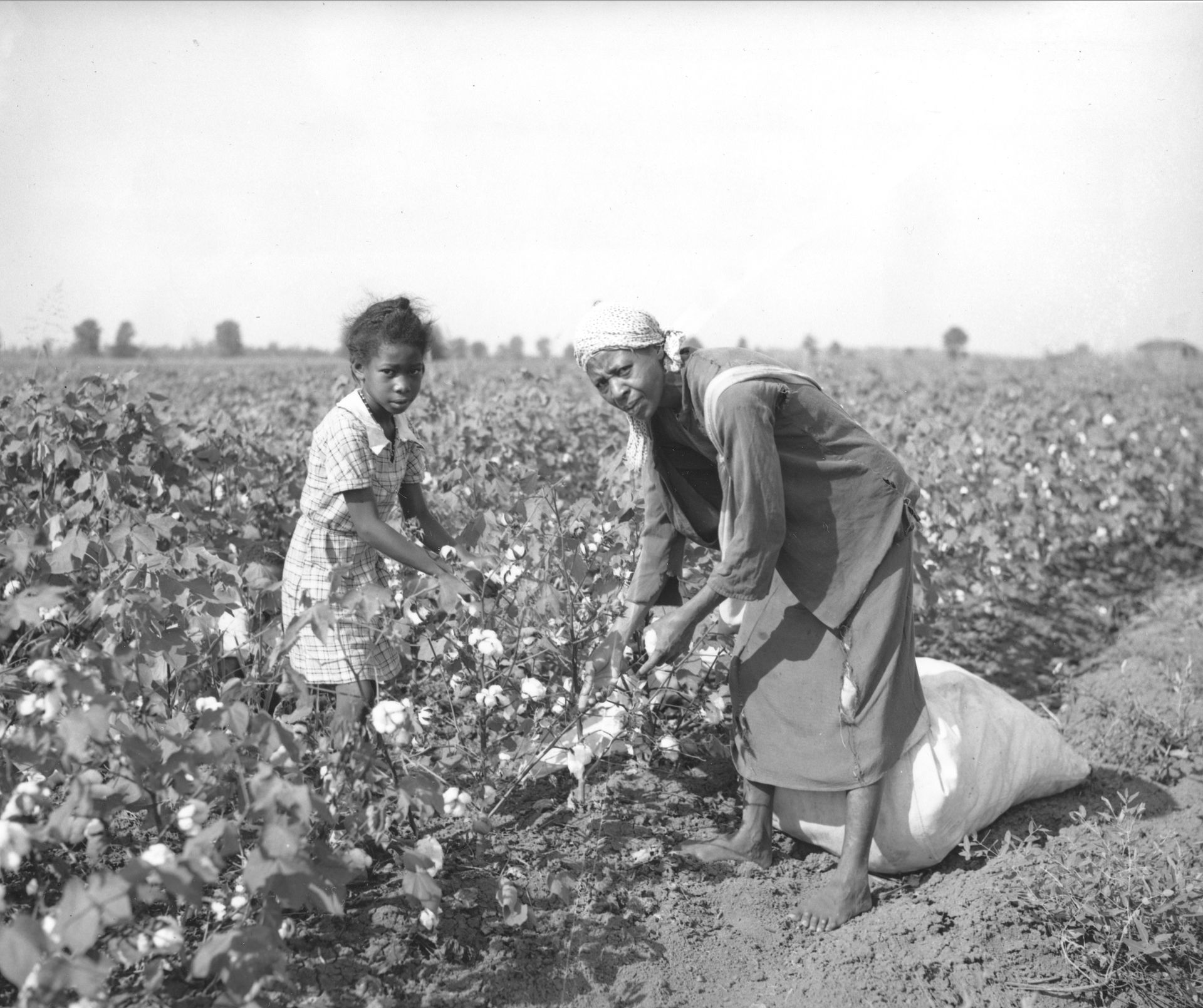 1936年,在密西西比州的斯通维尔,一名妇女和一名年轻女孩在采棉花.