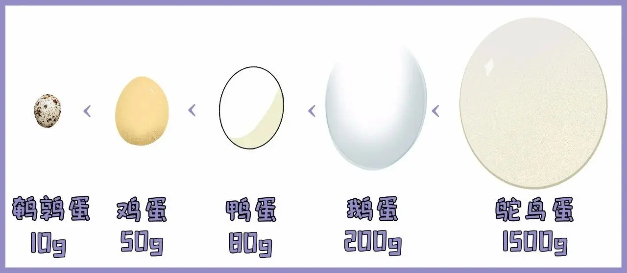 鸡蛋鸭蛋鹅蛋鹌鹑蛋鸽子蛋……的营养区别是？