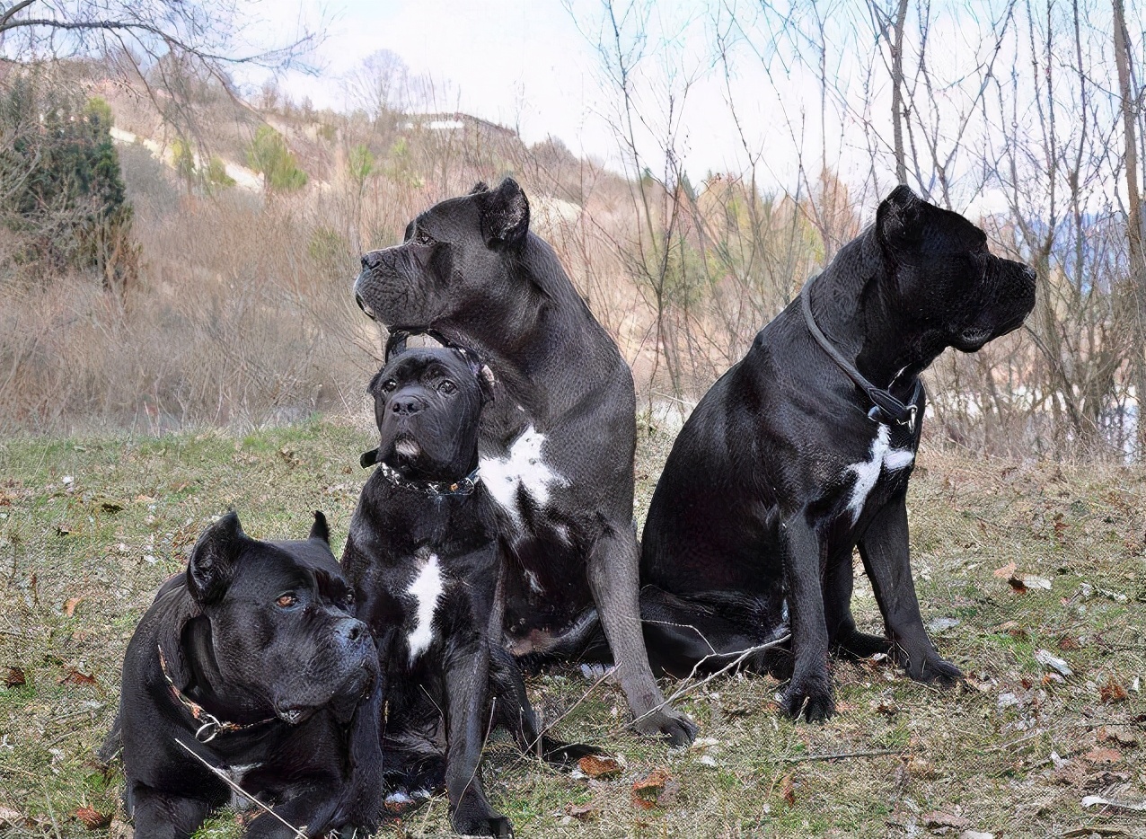 饲养卡斯罗犬的话,那么你一定要有心理准备,因为它的外表是很凶猛的