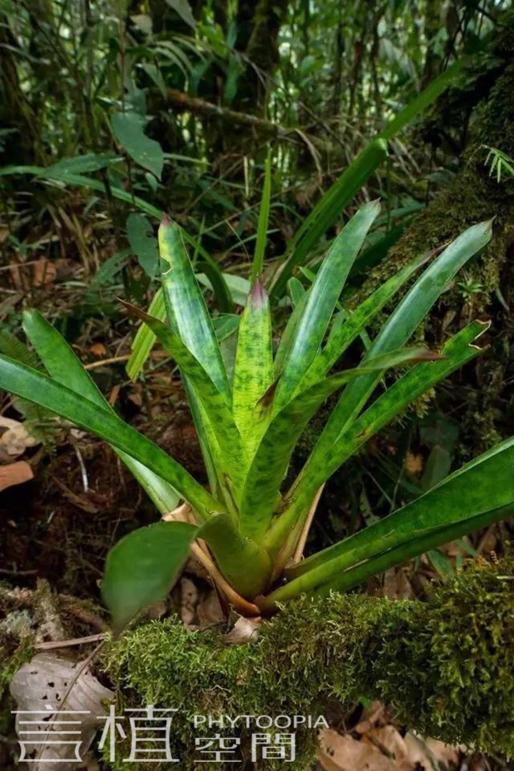 言植空间植物科普原生环境积水凤梨秋海棠箭毒蛙秘鲁雨林里的珍宝