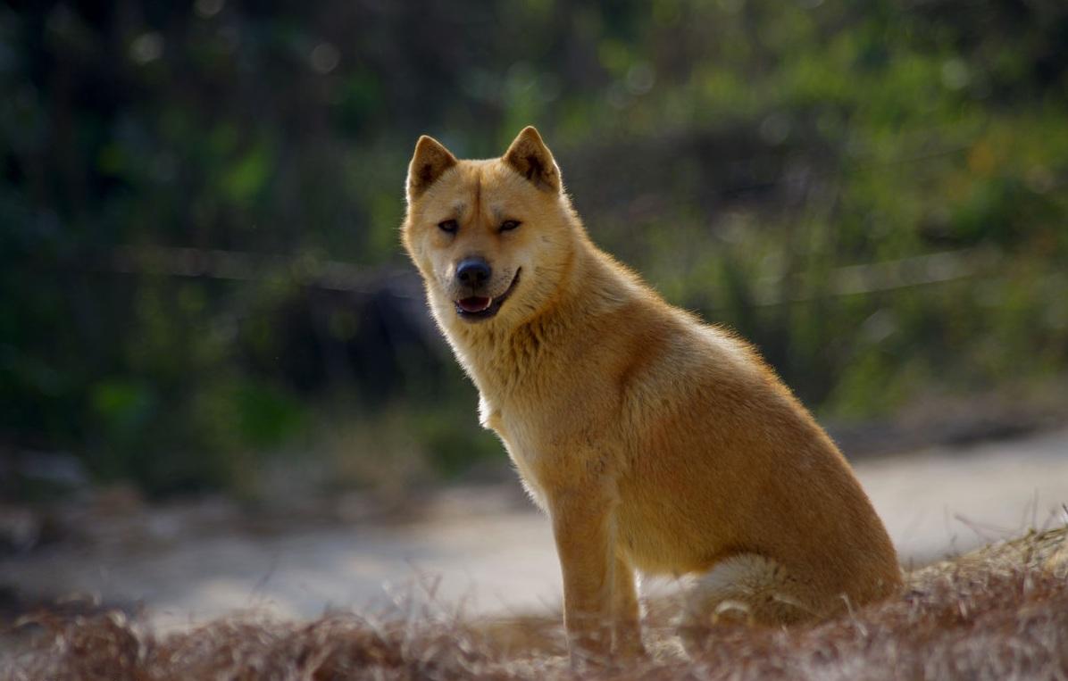 中华田园犬