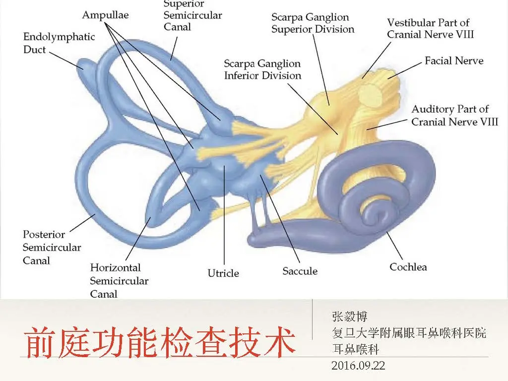 前庭功能检查技术