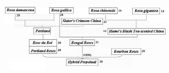 10,请注意bengal rose 即代表中国月季