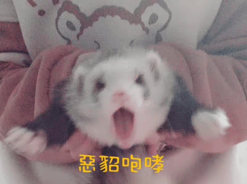 雪貂科普身长腿短小可爱的qa小百科