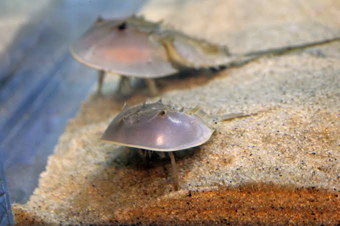 蓝血生物中国鲎