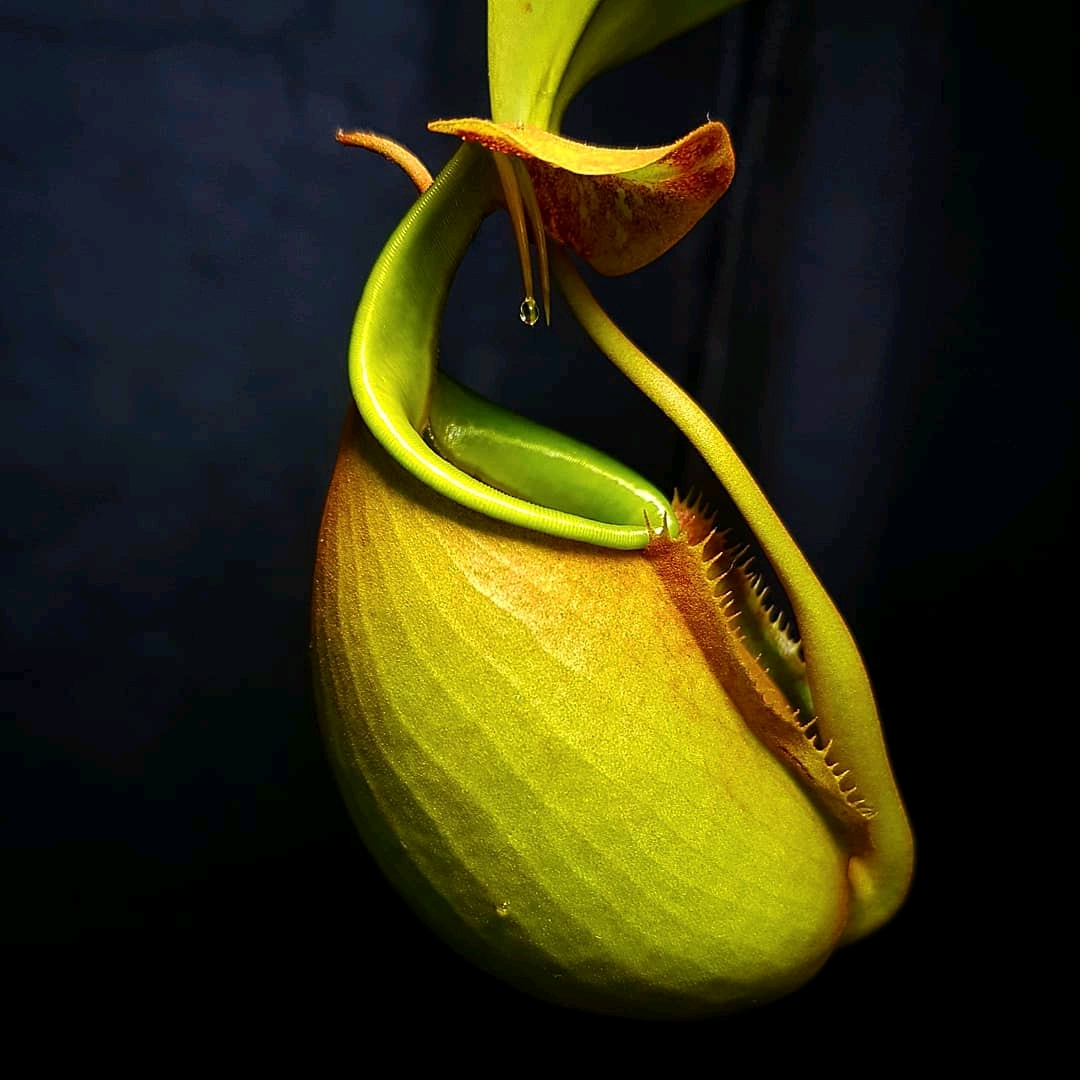 二齿猪笼草