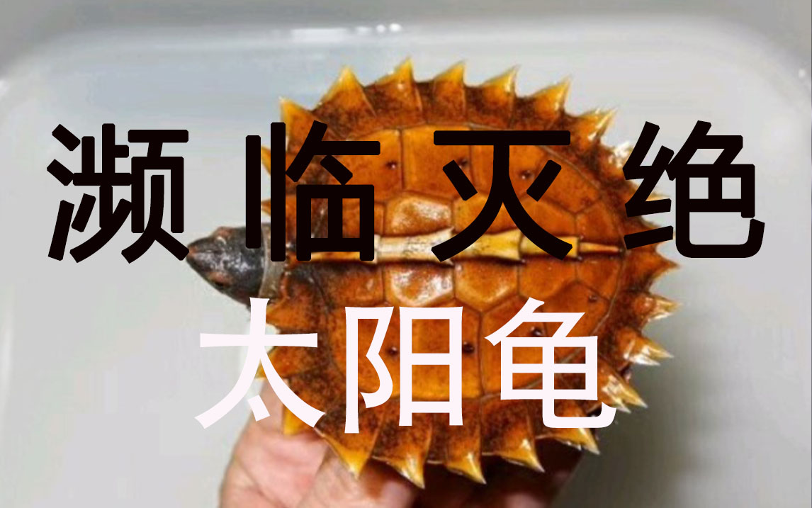 全网最全:美国tsa是如何饲养"太阳龟"的?