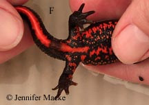 日本红腹蝾螈 (cynops pyrrhogaster).
