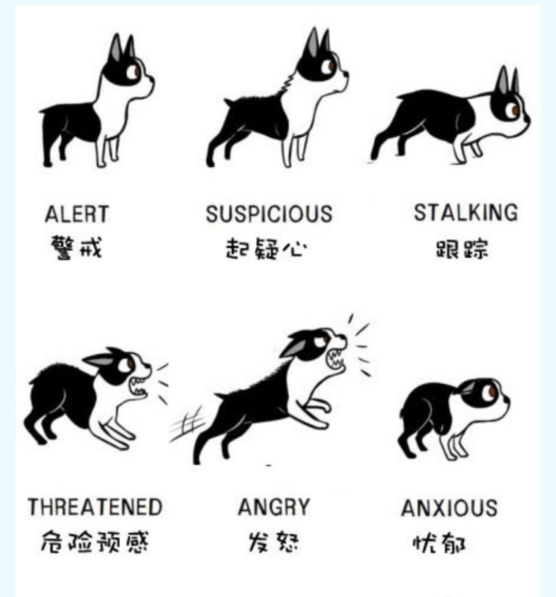 摇尾巴表示狗很激动,但不一定表示它很友好.