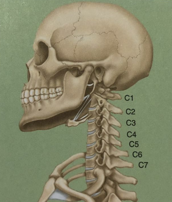 颈椎骨的冠状面,矢状面