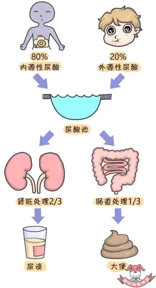 〖二〗尿酸的排泄过程