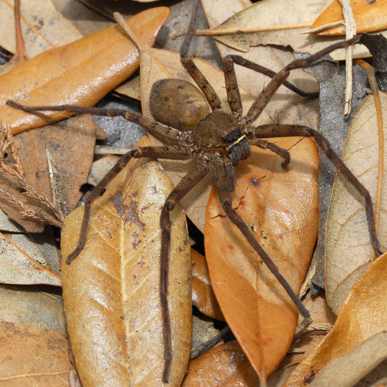 猎人异足蛛 heteropoda venatoria,属名由hetero意为异的和poda意为脚