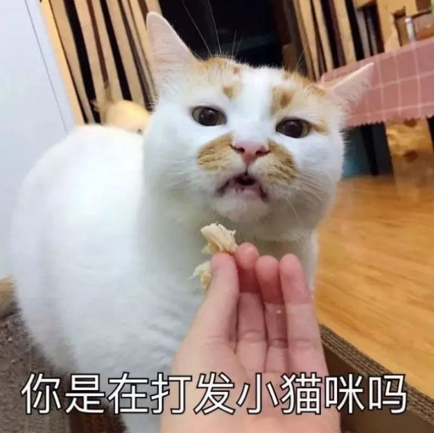 有没有又凶又萌的猫咪表情包