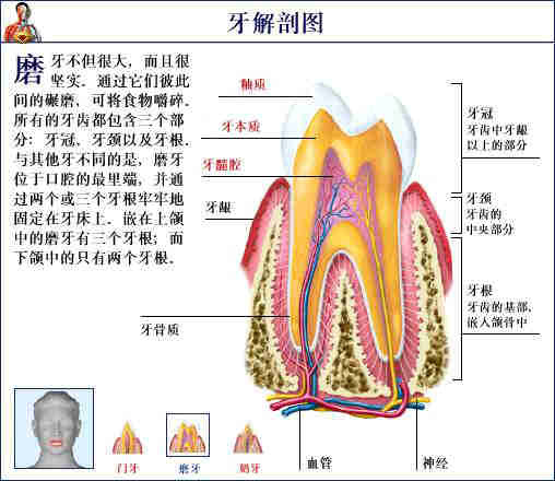 史上最全的人体(组织器官)全图